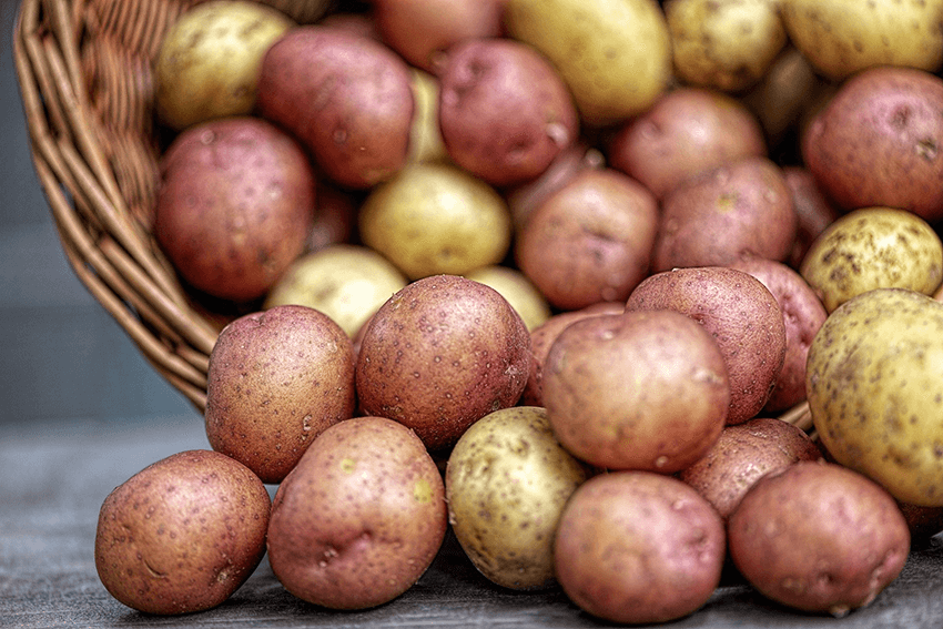 🥔 Les pommes de terre nouvelles - Produits-locaux.bzh