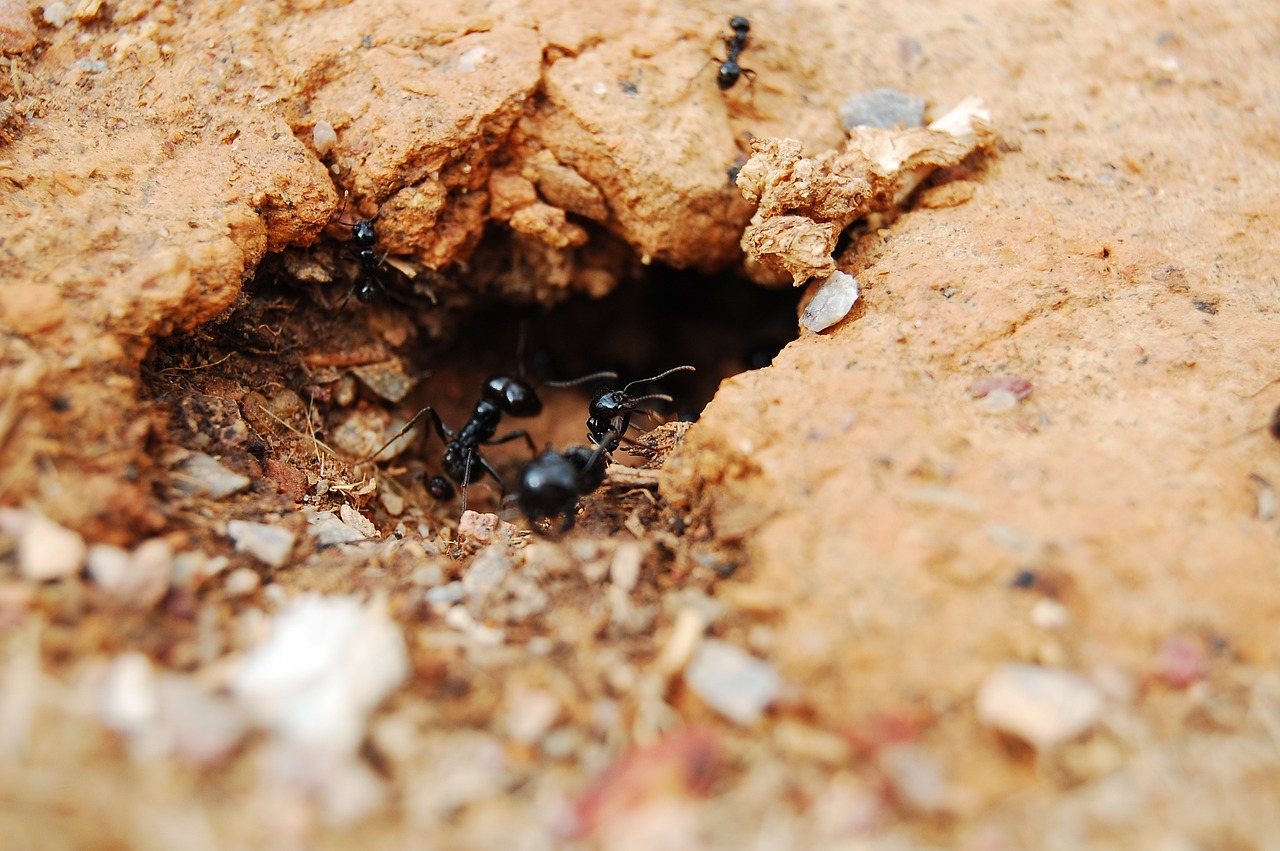 Comment construire une fourmilière dans votre jardin pour observer et étudier la vie des fourmis ?